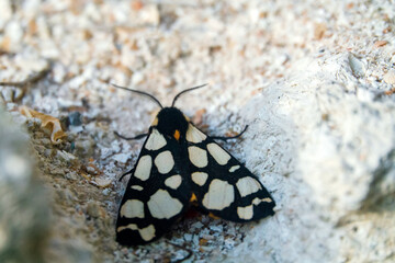 Butterfly Cream-spot tiger (Arctia villica) on limestone rocks in the daytime. Kerch Peninsula, Crimea