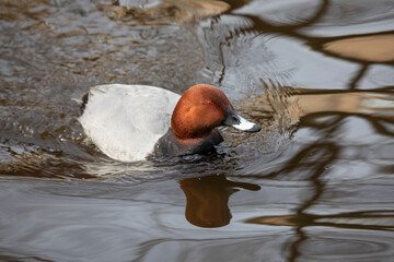 Male Common pochards swims on the lake - 733731065