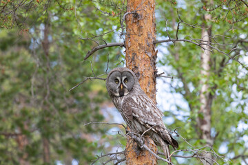 Great gray owl sitting on a tree branch close up