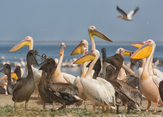 Pink pelicans with chicks on the shore of Lake Manich-Gudilo in Kalmykia, Russia - 733731401