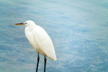The buff-backed heron (Bubulcus ibis) feeds, collects insects on the lawns of the city. Dubai