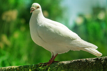 A white pigeon. A breed of pigeons (turbit) like paloma. Bird of peace