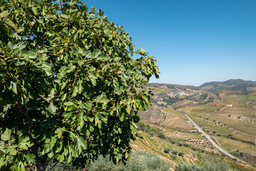 Fototapeta na wymiar Uma figueira no alto da montanha, com uma zona rural com algumas vinhas e uma estrada asfaltada a meio ao fundo em Portugal