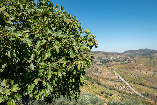 Uma figueira no alto da montanha, com uma zona rural com algumas vinhas e uma estrada asfaltada a meio ao fundo em Portugal