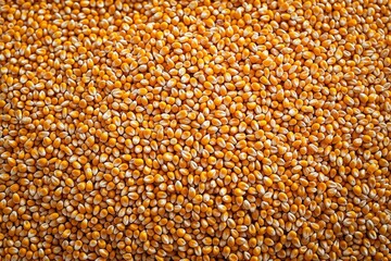 Corn grain after harvest on the floor. - obrazy, fototapety, plakaty