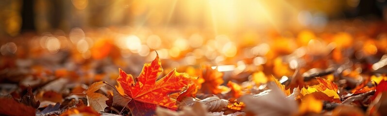 Autumn fall background . Banner - obrazy, fototapety, plakaty