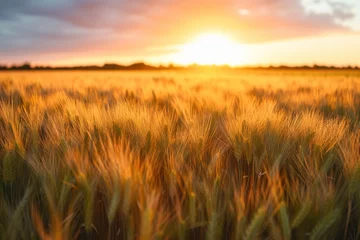 Deurstickers Prarie farm wheat field at sunset. © Tisha