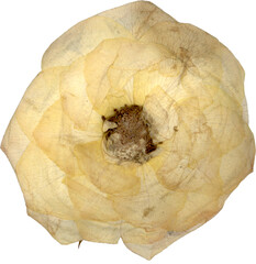 Pressed and Dried Rose