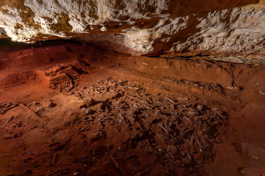 Fossils inside the World Heritage listed Victoria Fossil Cave