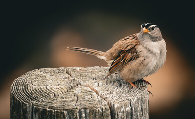 Close up of a sparrow bird