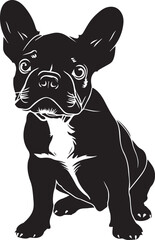 black and white frenchie dog