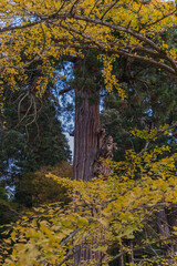 日本　福島県会津若松市の飯盛山にある厳島神社の境内の風景と紅葉