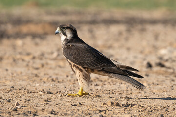 Lanner falcon - Falco biarmicus on brown ground. Photo from Kgalagadi Transfrontier Park in South Africa