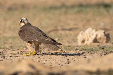 Lanner falcon - Falco biarmicus  on brown ground watching sky. Photo from Kgalagadi Transfrontier Park in South Africa
