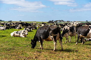 Cows grazing on the field