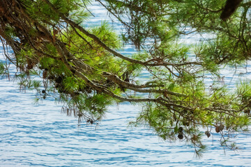 Conifers pine tree branch with cones over azure Adriatic Sea. Summer holiday background