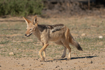 Naklejka na ściany i meble Black-backed jackal, silver-backed jackal - Lupulella mesomelas going on ground. Photo from Kgalagadi Transfrontier Park in South Africa.