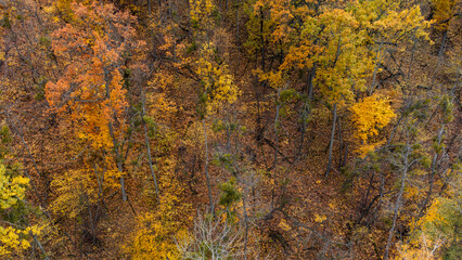 Autumn aerial look down view on golden trees. Autumnal vibrant forest scenery