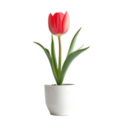 Tulip flower in minimalist pot isolated on flat  on transparency background PNG