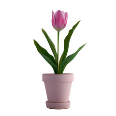 Tulip flower in minimalist pot isolated on flat on transparency background PNG