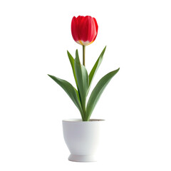 realistic photo of Tulip flower in minimalist pot isolated on flat  on transparency background PNG