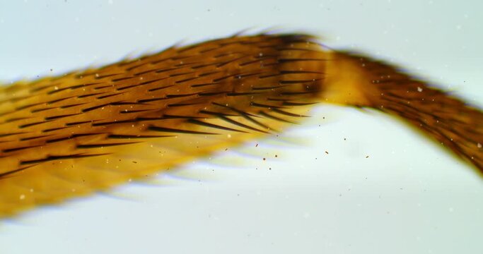 Leg of fly under a microscope with floating bacteria, microbes and living organisms. Housefly leg under extreme zoom. Insect under a microscope. Fly under a scope. The hairy surface of the fly leg.