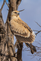 Tawny eagle - Aquila rapax rapax perched with blue sky in background. Photo from Kgalagadi Transfrontier Park in South Africa. Vertical.