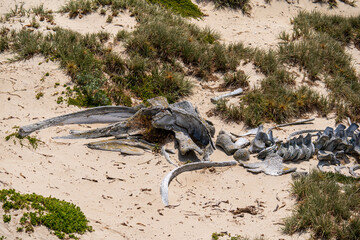 Whale skeleton on the beach at Seal Bay Conservation Park, Kangaroo Island