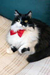 Cute black and white fluffy cat with red bow on the sofa, paw up