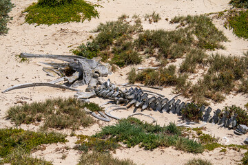 Whale skeleton on the beach at Seal Bay Conservation Park, Kangaroo Island