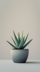 Aloem Plant in a White Pot