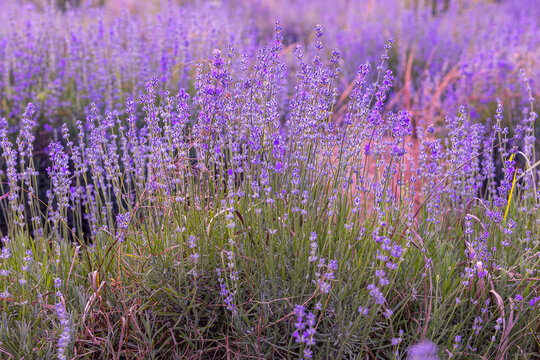 Violet purple lavender field close-up. Flowers selective focus, blur background