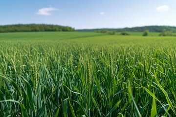 Fototapeta premium growing livestock feed green oats in a large field