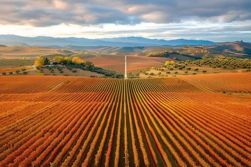 Foto op Plexiglas Idyllic view of vineyard against sky during autumn © Tisha