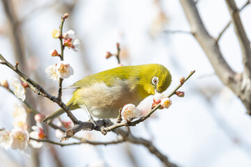 梅をついばむメジロ