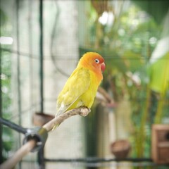 Cute colorful love bird in a cage at an ecopark.
