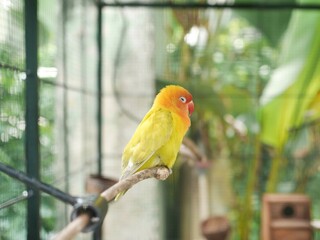 Cute colorful love bird in a cage at an ecopark.