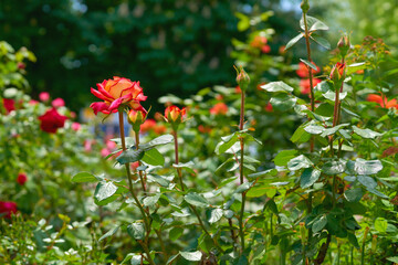 Bright red scarlet rose in green lush garden 