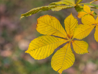 Yellow Horse chestnut leaves in autumn