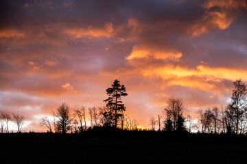 Morning dawn sky with tree silhouettes