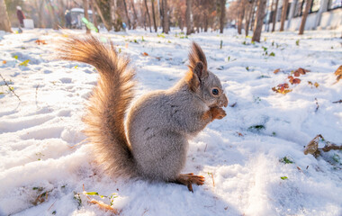 The squirrel in winter sits on white snow.