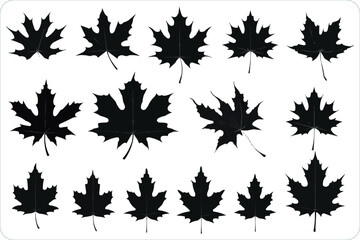 Autumn leaves silhouettes, Silhouette of the maple leaf, Silhouettes of maple leaf isolated on a white background