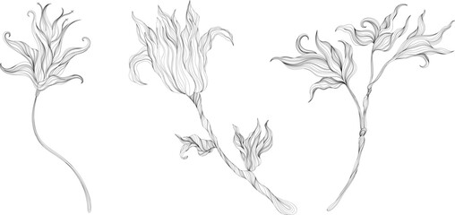 Abstract leaves and flower isolated on white set. Line ink hand drawn illustration collection.