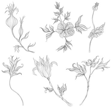 Abstract leaves and flower isolated on white set. Line ink hand drawn illustration collection.