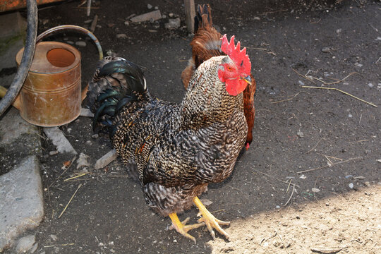 Cock with chicken. Photo a rooster pet. Rooster in the home yard