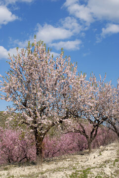 Almond blossom in early Spring, Alicante Province, Spain