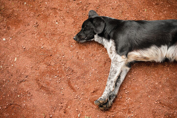 Top view of a homeless young dog sleeping on a park path, caring for urban animals, poster concept