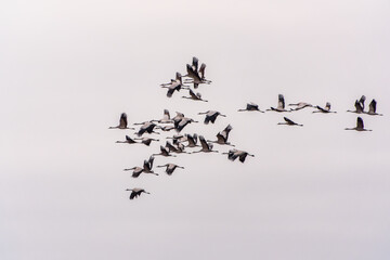 Flying cranes flock against blue sky