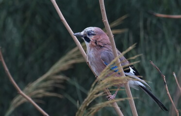 Eurasian Jay on branch, Garulus glandarius, birds of Montenegro
