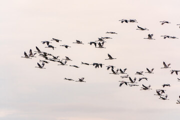 Flying cranes flock against blue sky